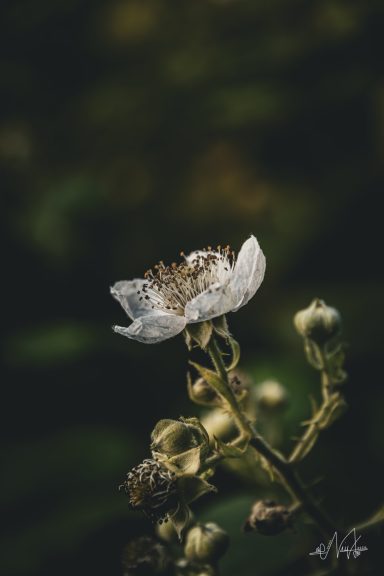 Die Mittelmeer-Brombeere