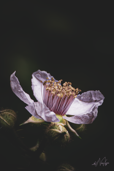 Schönheit einer Brombeere