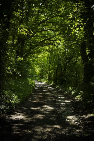 Der Weg