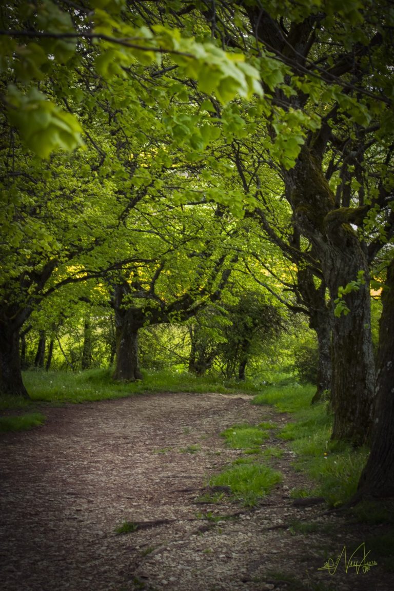 Im Herzen der Natur