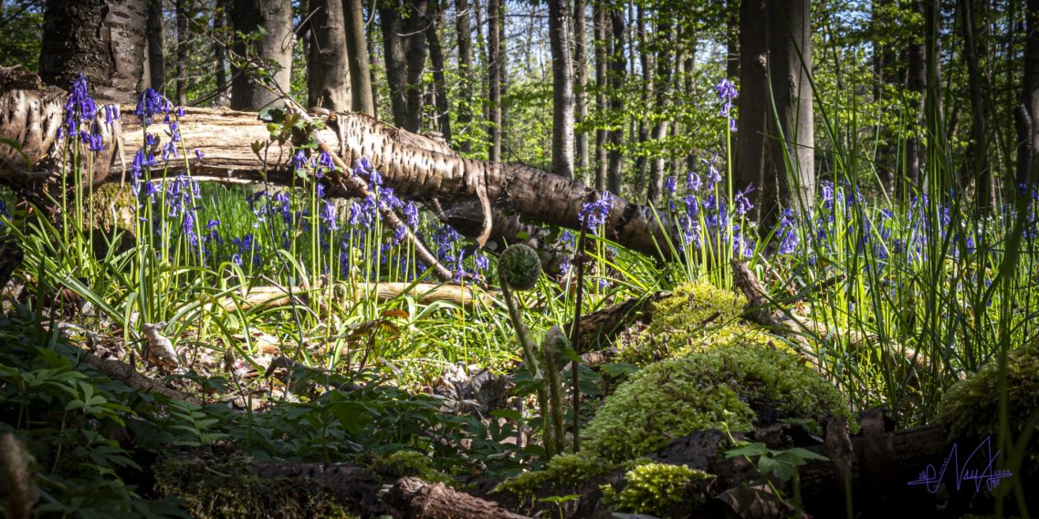 Das kleine, lila Versteck im Wald