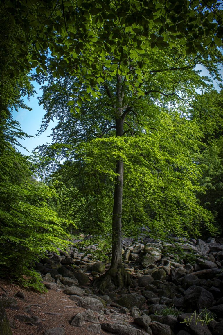 Im Herzen der Natur