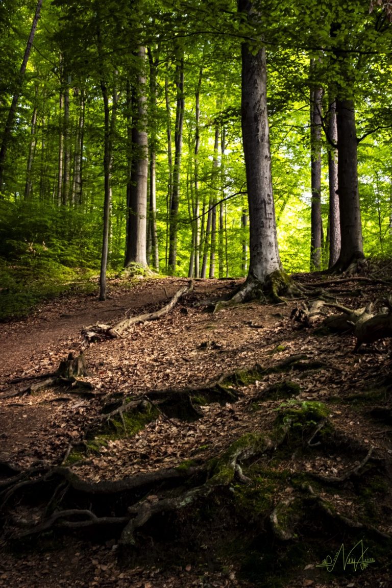 Im Herzen der Natur