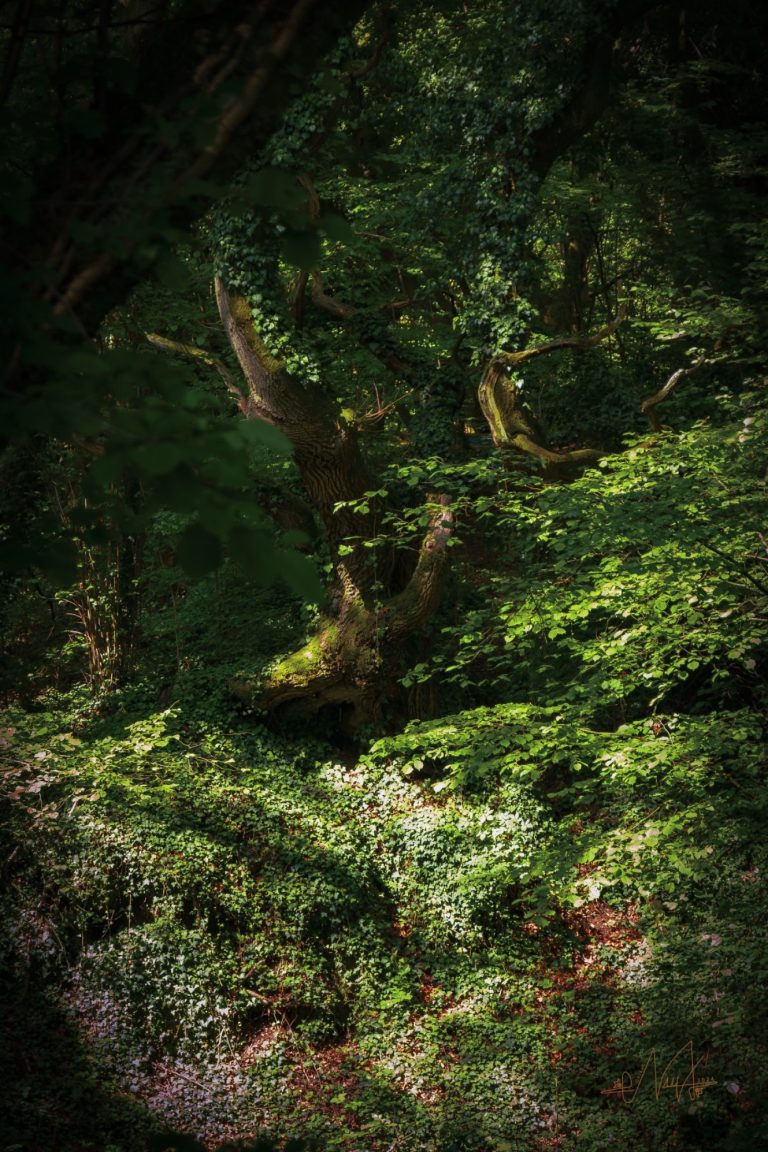 Im Herzen der Natur