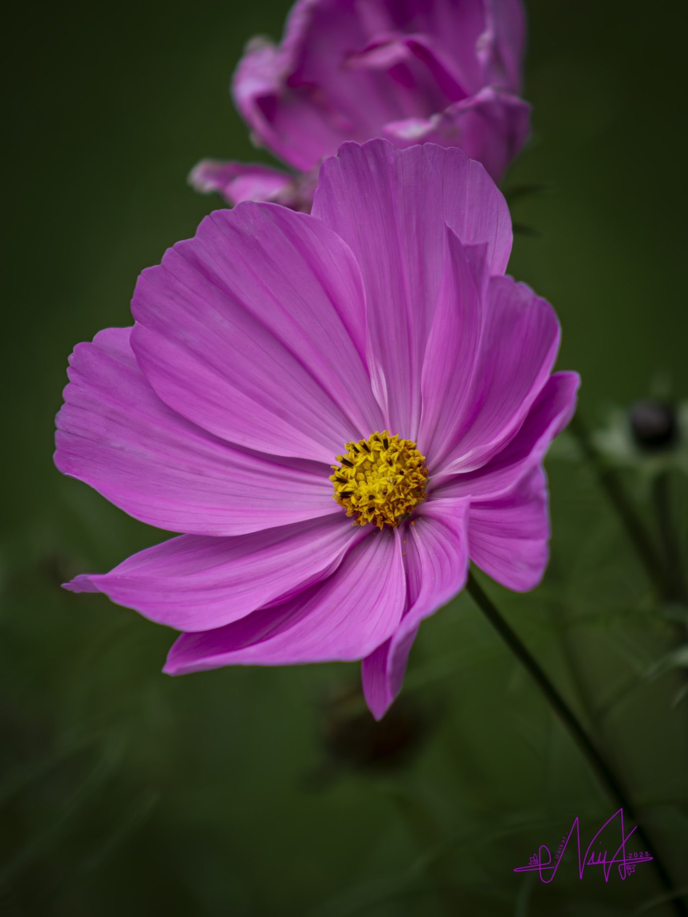 Ein pinker Blütentraum für Tante Josi III/III