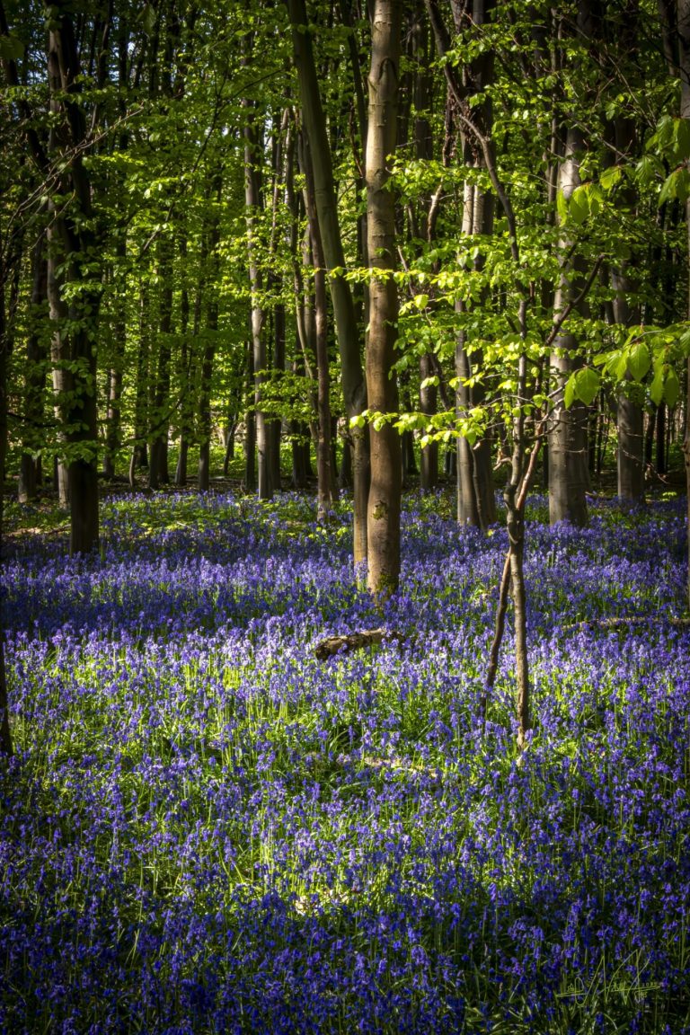 Im Herzen der Natur