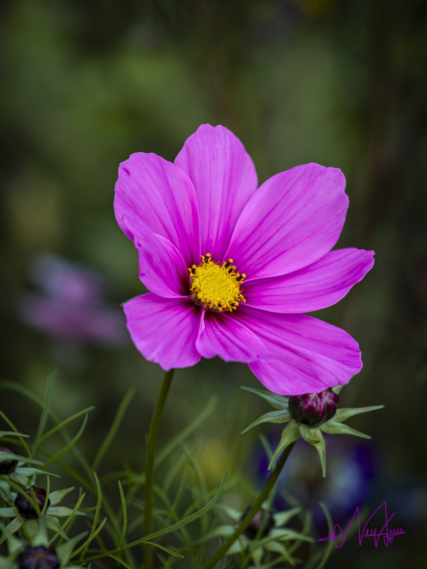 Ein pinker Blütentraum für Tante Josi I/III